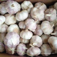 Fresh Jinxiang Garlic boa qualidade